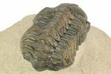 Detailed Reedops Trilobite - Aatchana, Morocco #249807-5